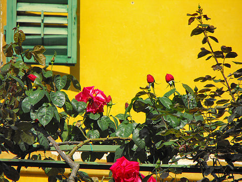 Giardino dei Semplici Fotografie Sehenswürdigkeit  Schöne Pflanzenwelt im Giardino dei Semplici